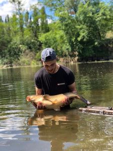 Common Carp