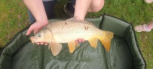 Common Carp