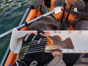 Ballan Wrasse