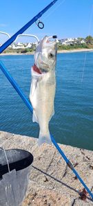 European Bass (Seabass)