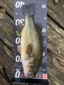 Largemouth Bass
