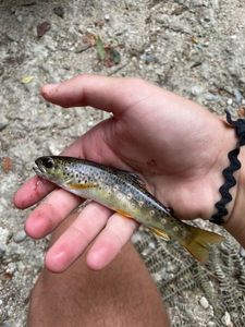Brown Trout