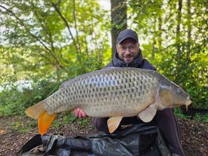 Common Carp