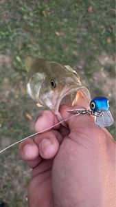 Largemouth Bass