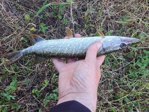 Northern Pike