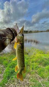 Northern Pike