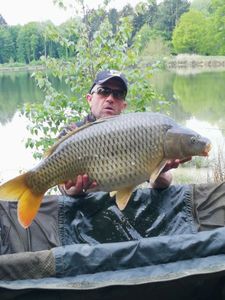 Common Carp