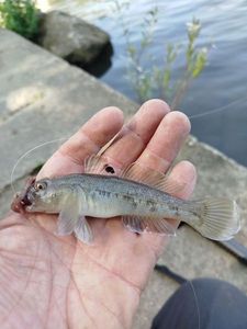 Round Goby