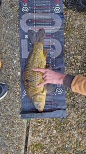 Common Carp