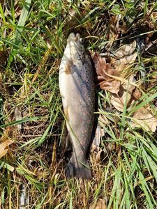 Brown Trout