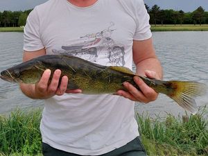Zander
