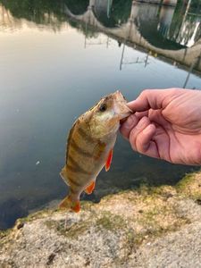European Perch
