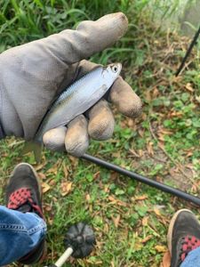 Roach