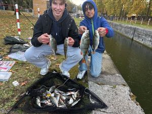European Perch