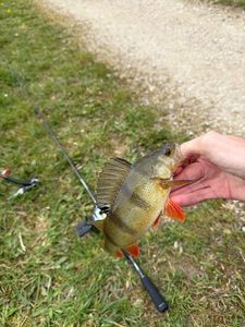 European Perch