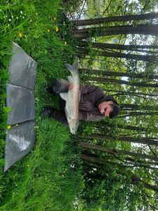 Grass Carp