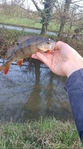 European Perch