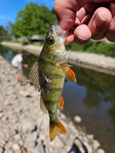 European Perch
