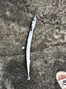 Garfish