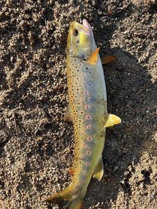 Brown Trout