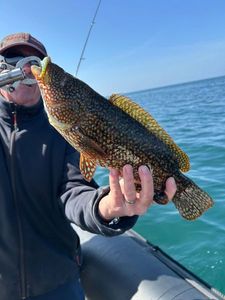 Ballan Wrasse