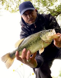 Largemouth Bass