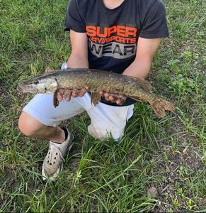 Northern Pike