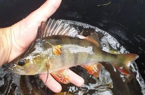 European Perch