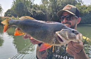 European Perch