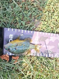 Green Sunfish