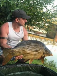 Common Carp