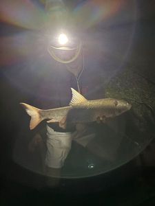 Barbel