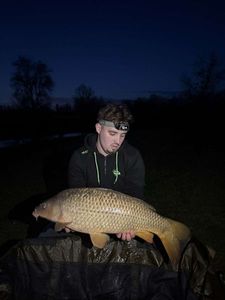 Common Carp