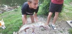 Northern Pike