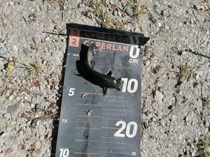 Black Bullhead