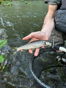 Brown Trout