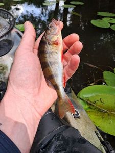 European Perch