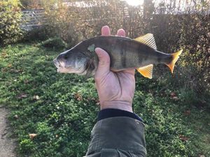 European Perch