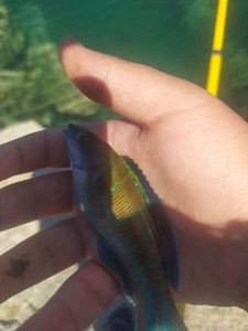 Ornate Wrasse