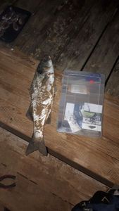 European Bass (Seabass)
