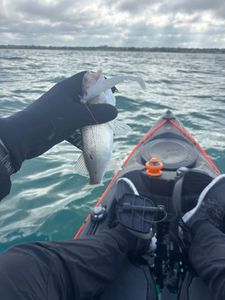 European Bass (Seabass)