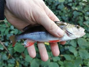 European Perch