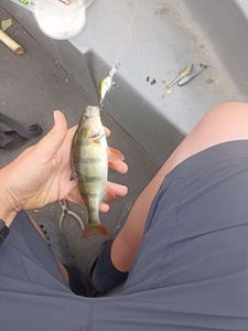 European Perch