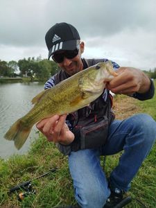 Largemouth Bass