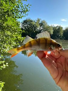 European Perch