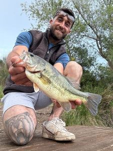Largemouth Bass