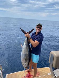 Bluefin Tuna