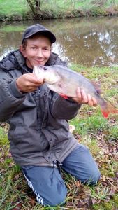 European Perch