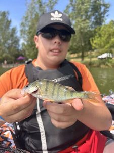European Perch