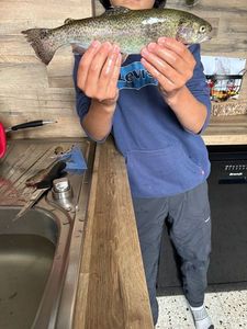 Rainbow Trout